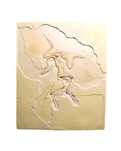 Archaeopteryx lithographica, Replica